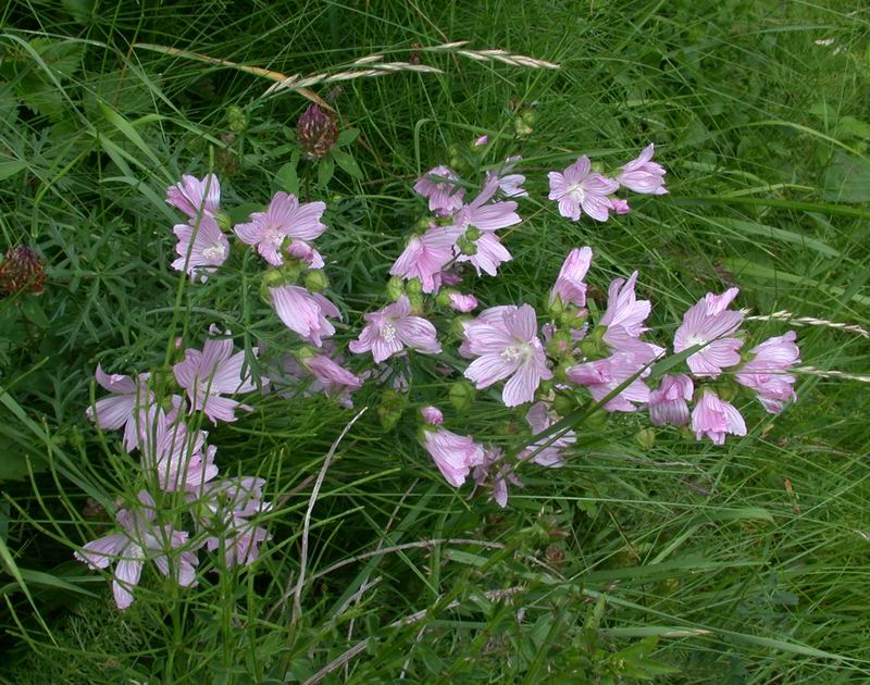 Malva moschata / Malva moscata